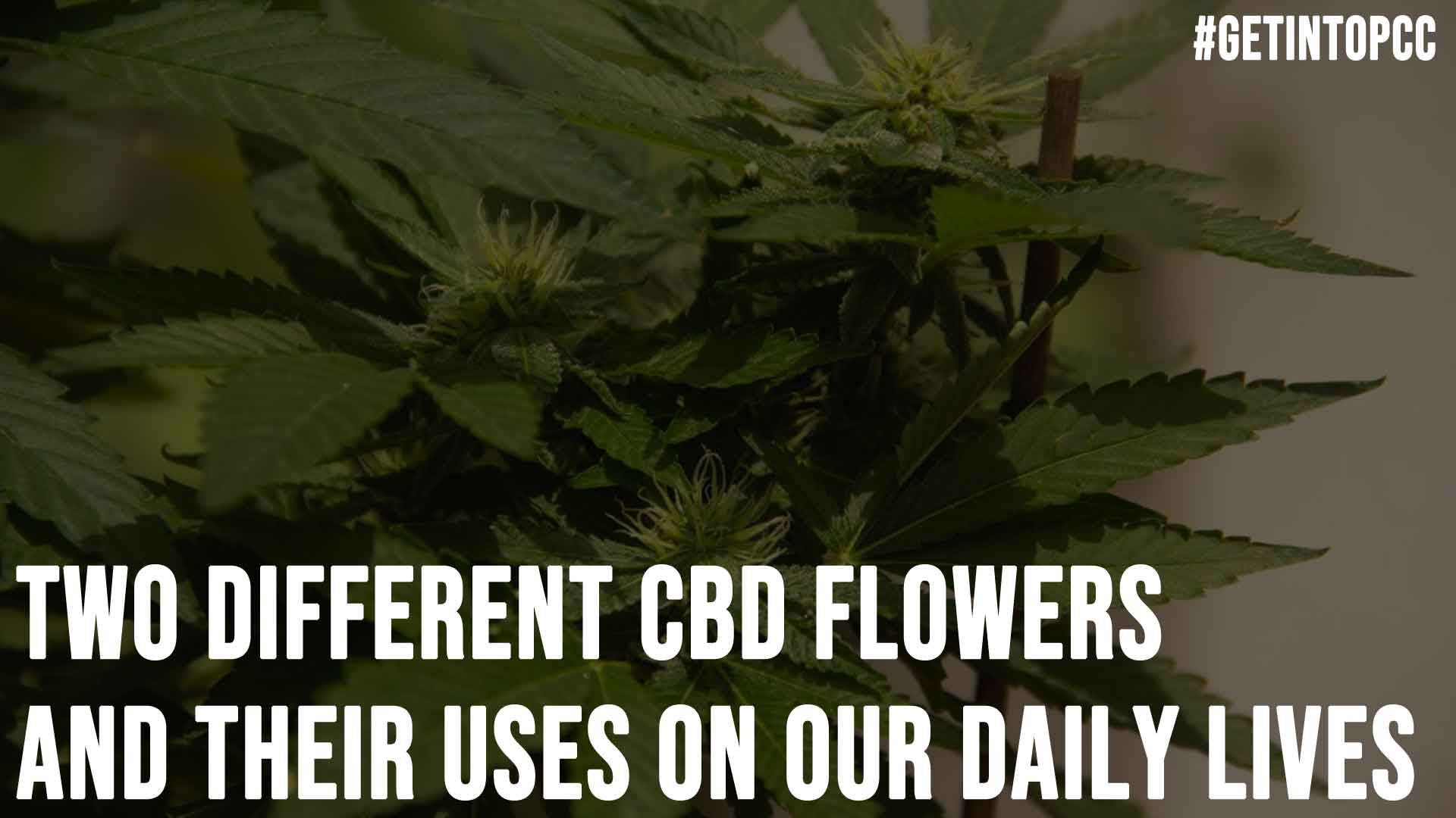 Two Different CBD Flowers And Their Uses On Our Daily Lives